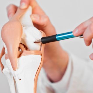 Regeneración del Cartílago